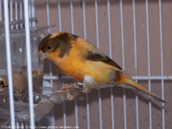 Photo de Canari