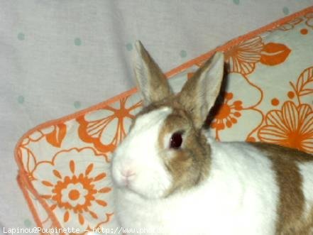 Photo de Lapin