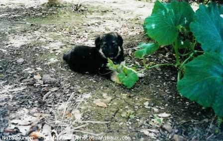 Photo de Berger allemand  poil court