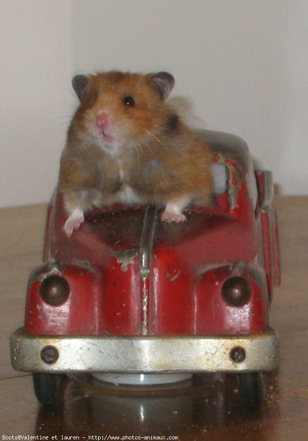 Photo de Hamster