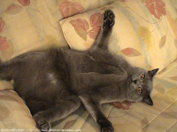 Photo de Chartreux