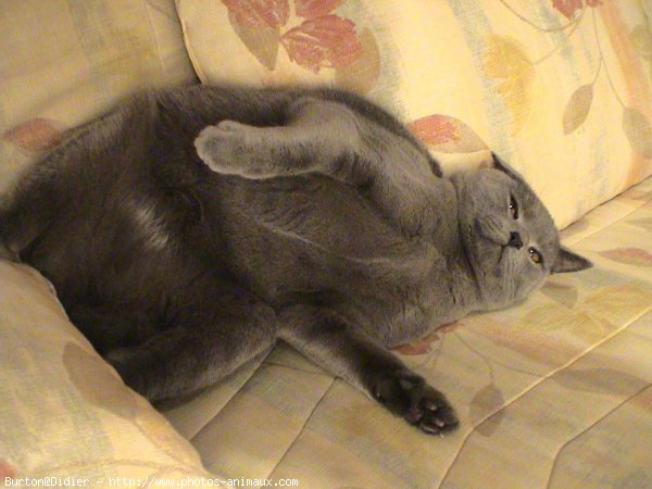 Photo de Chartreux