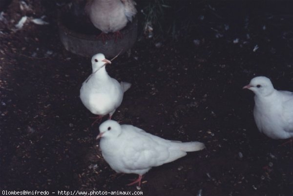 Photo de Colombe