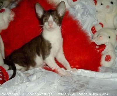 Photo de Cornish rex