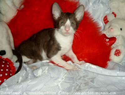 Photo de Cornish rex