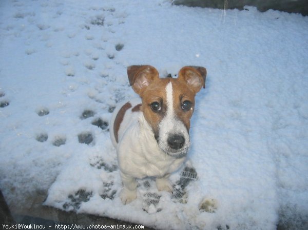 Photo de Jack russell terrier