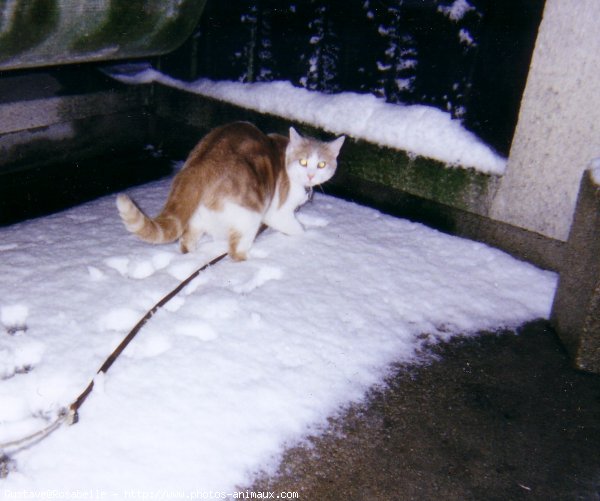 Photo de Chat domestique