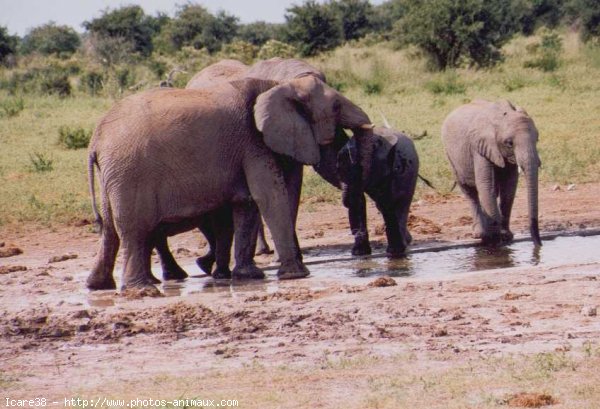 Photo d'Elphant d'afrique