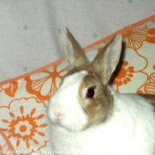 Photo de Lapin