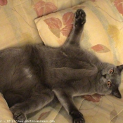 Photo de Chartreux