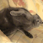 Photo de Chartreux