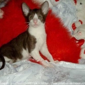 Photo de Cornish rex