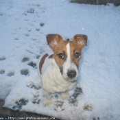 Photo de Jack russell terrier