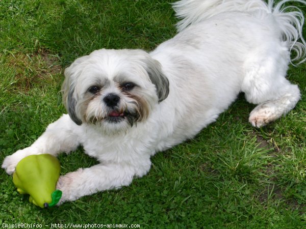 Photo de Shih tzu