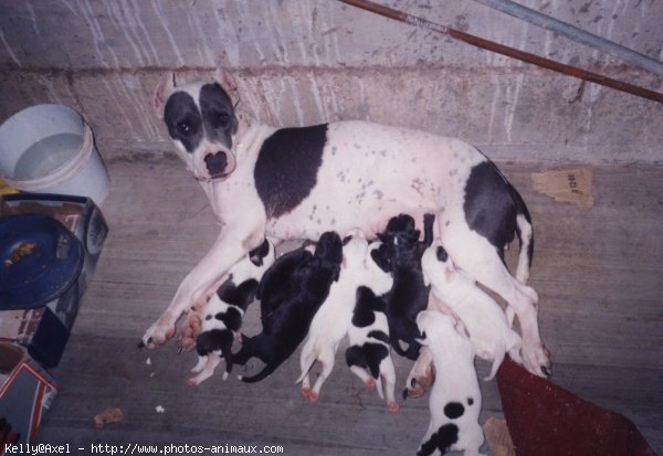 Photo de Staffordshire bull terrier