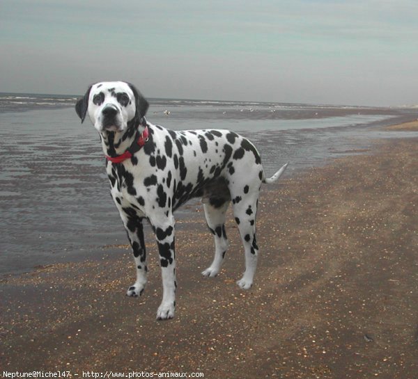 Photo de Dalmatien