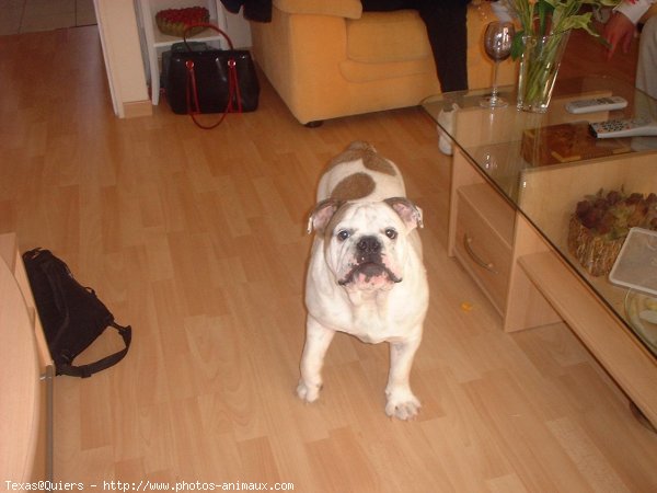 Photo de Bulldog