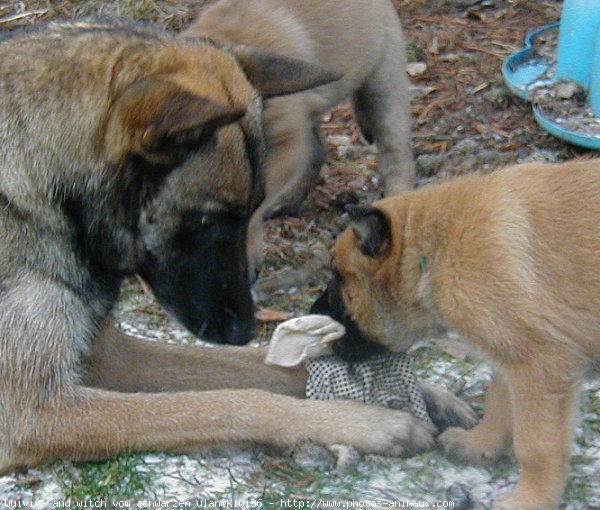 Photo de Berger belge malinois