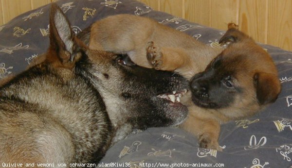 Photo de Berger belge malinois