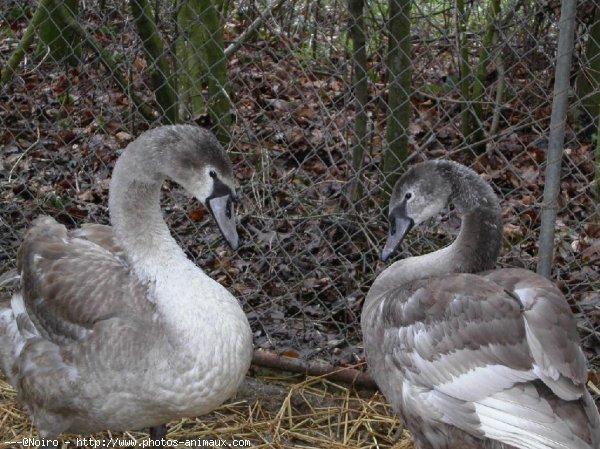 Photo de Cygne