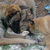 Photo de Berger belge malinois