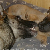 Photo de Berger belge malinois