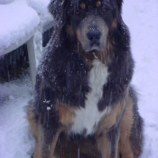 Photo de Dogue du tibet