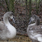 Photo de Cygne