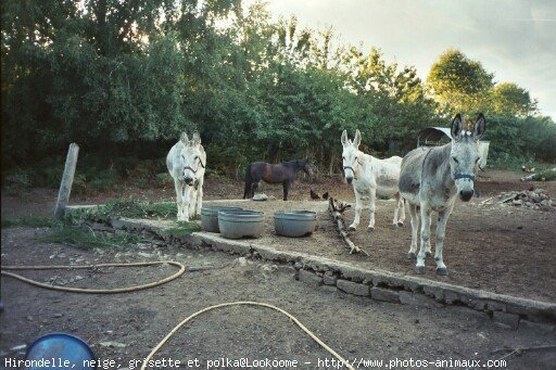 Photo de Races diffrentes