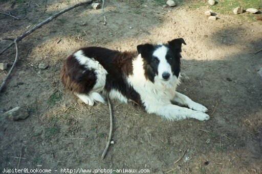 Photo de Border collie