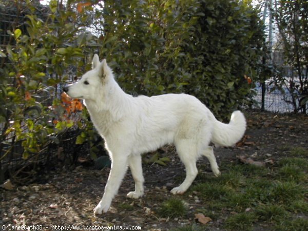 Photo de Berger blanc suisse