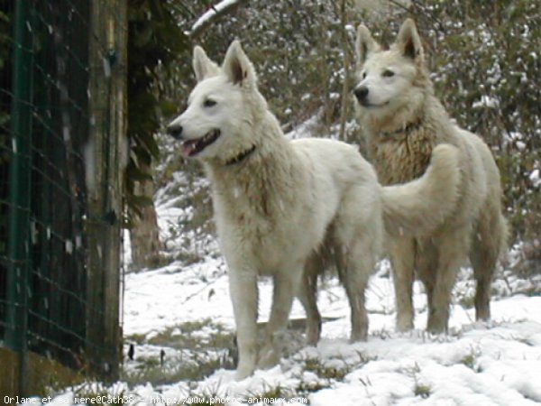 Photo de Berger blanc suisse