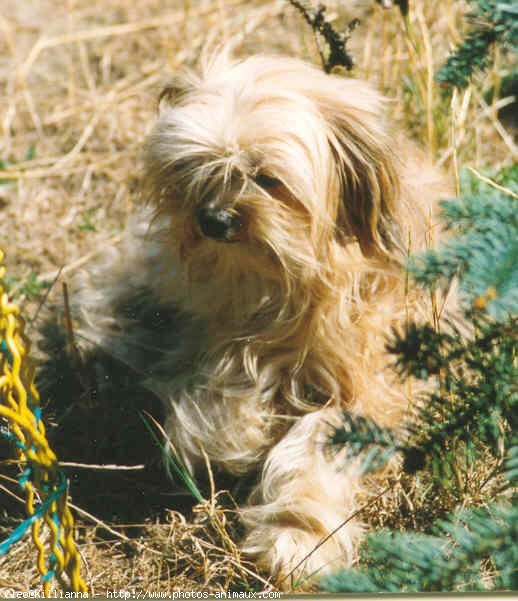 Photo de Shih tzu