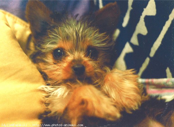 Photo de Yorkshire terrier