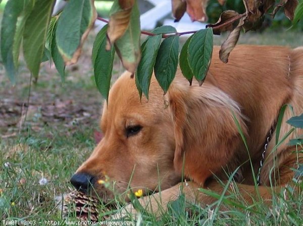 Photo de Golden retriever