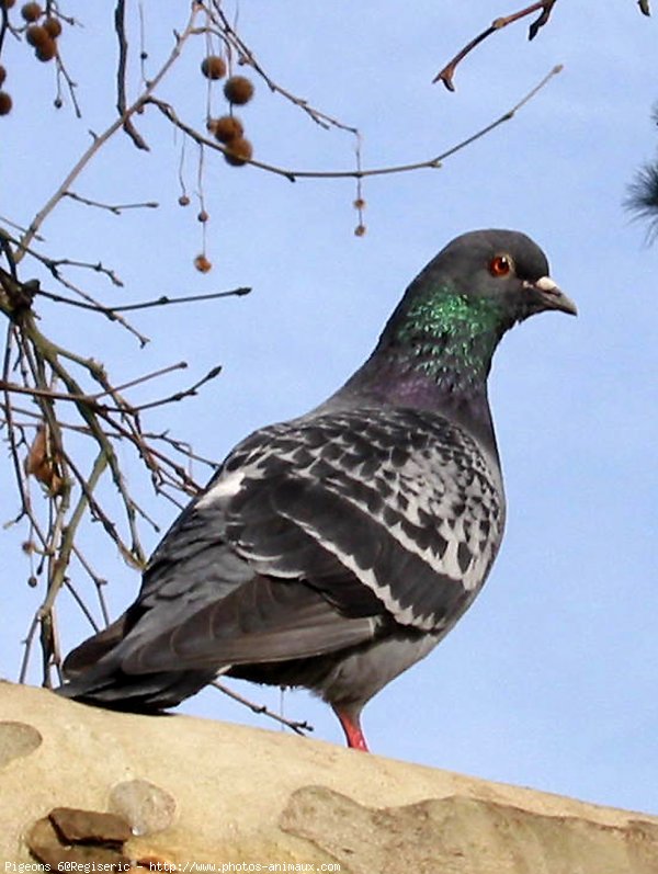 Photo de Pigeon