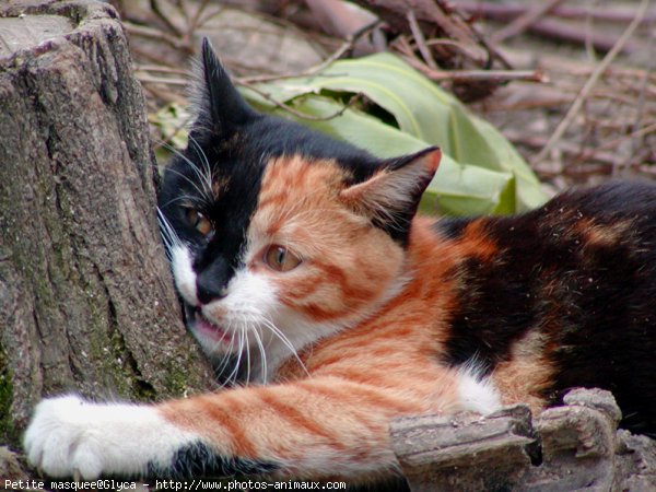 Photo de Chat domestique