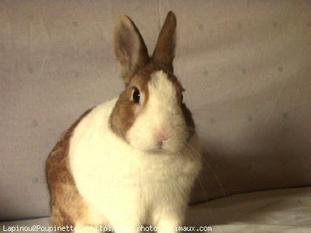 Photo de Lapin