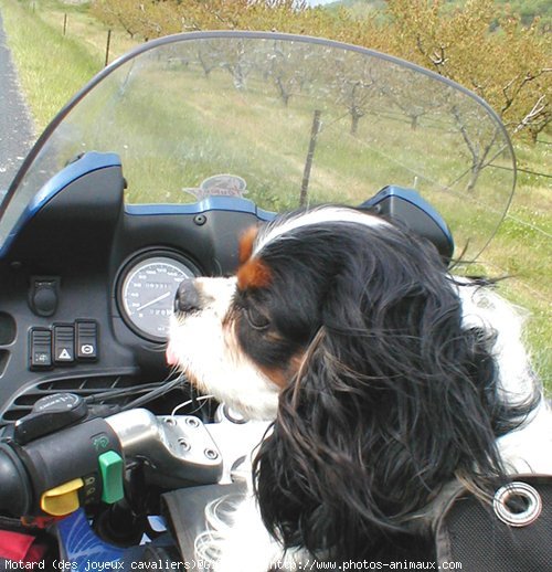 Photo de Cavalier king charles spaniel