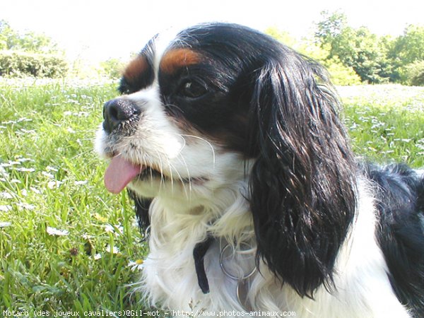 Photo de Cavalier king charles spaniel