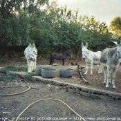 Photo de Races diffrentes