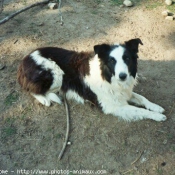 Photo de Border collie