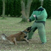 Photo de Berger belge tervueren