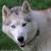 Photo de Husky siberien