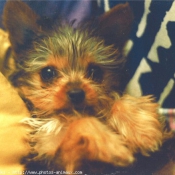 Photo de Yorkshire terrier