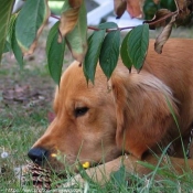 Photo de Golden retriever