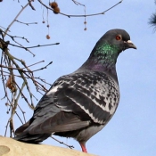 Photo de Pigeon