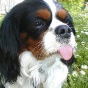 Photo de Cavalier king charles spaniel