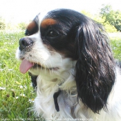 Photo de Cavalier king charles spaniel