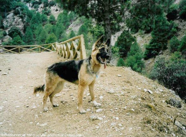 Photo de Berger allemand  poil court